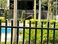 The Inflora (D17), Condominium #517569681